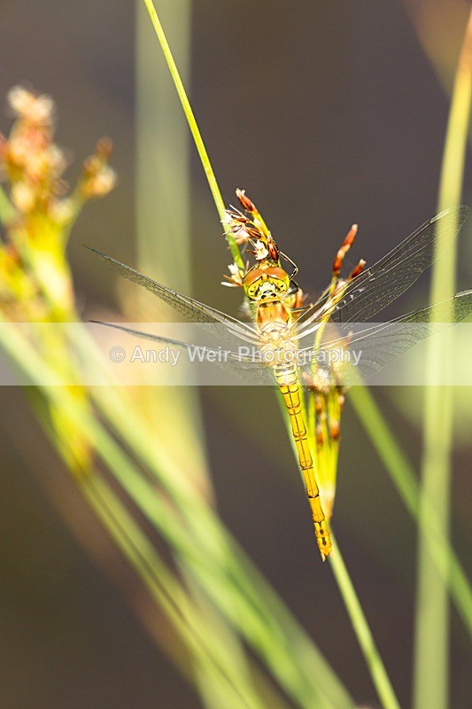 170619-untitled0015 - Dragonflies & Damselflies