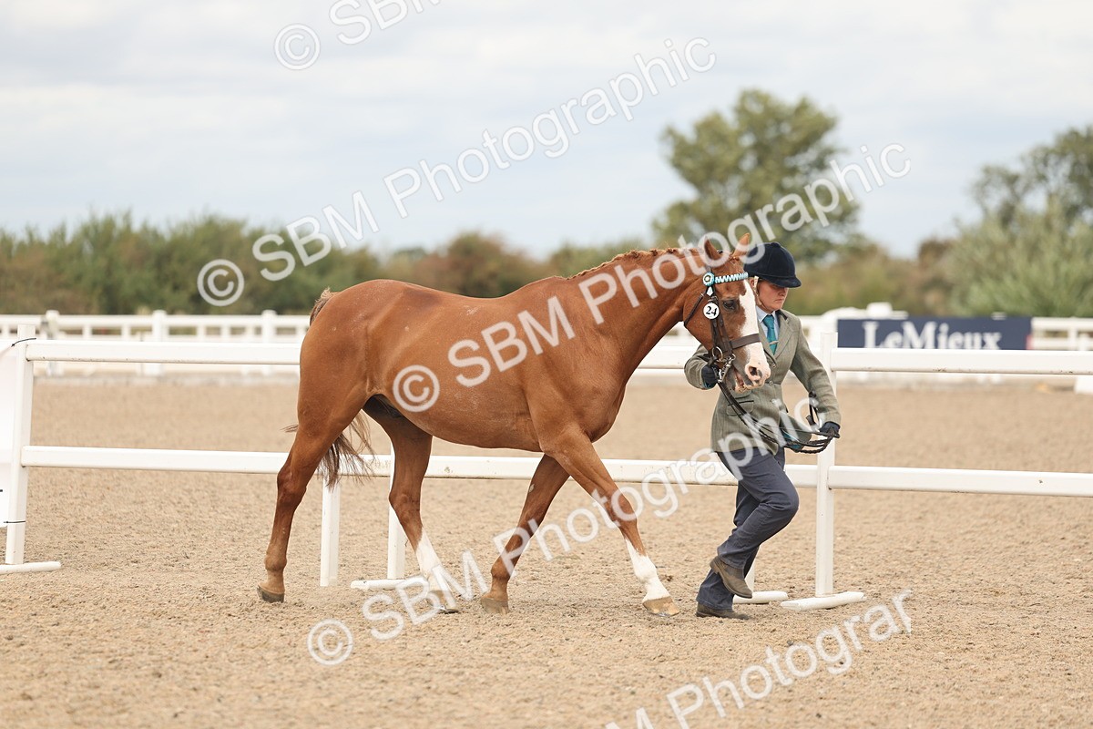 SBM_16958 - Class 312 - IH Competition Horse-Pony