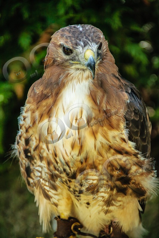 Red Tailed Hawk Maizie - Our Birds