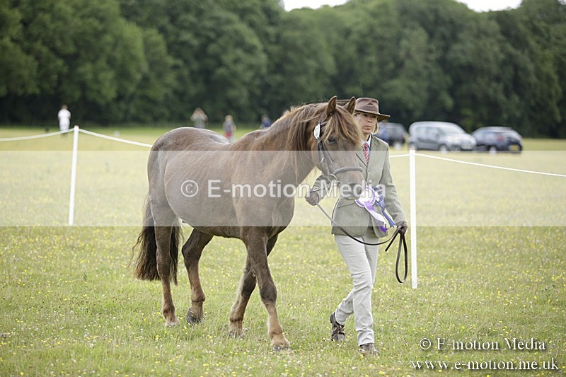BVR160717-1086 - In Hand Championship 16/07/17