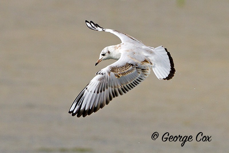 Seagull