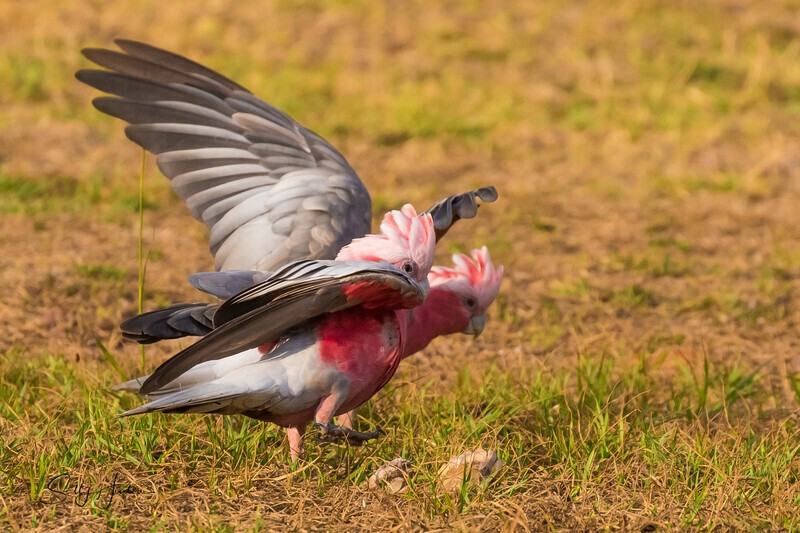 Galah tiff - Galahs