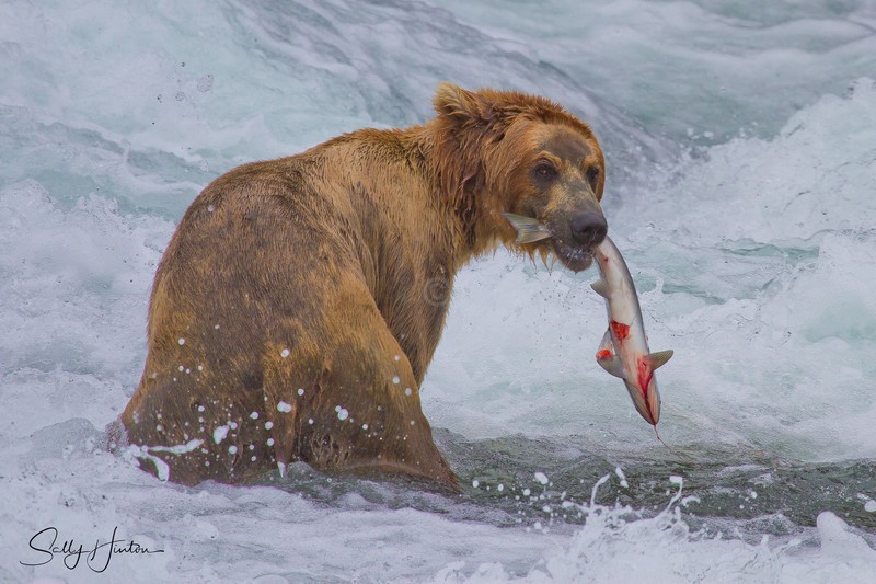 Bear with Fish 1