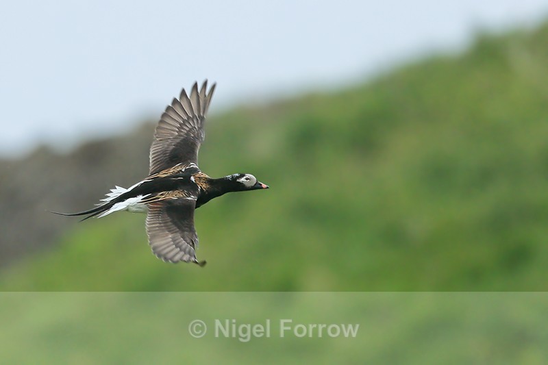 Long-tailed Duck flying, Iceland - Long-tailed Duck
