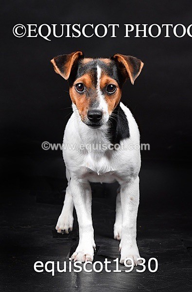 equiscot1930 - MARIS & CHIP