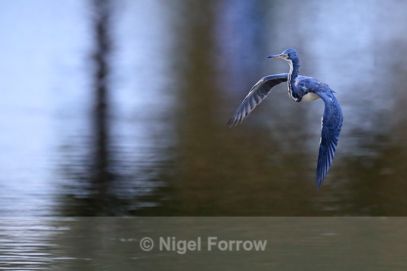 Tricolored Heron flying head up, Venice Rookery, Florida - Tricolored Heron