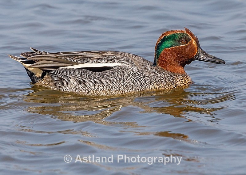 Astland Photography, Bird and Wildlife Images, Susan and Peter Wilson, U.K.