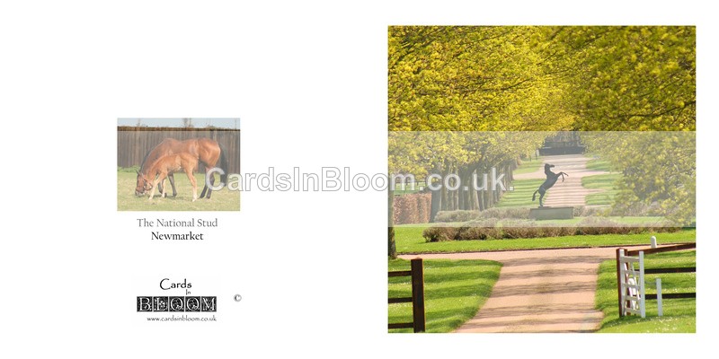 01 The National Stud - NEWMARKET CARDS
