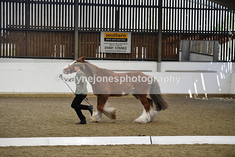 WJ5_5388 - Class 8 In hand cob