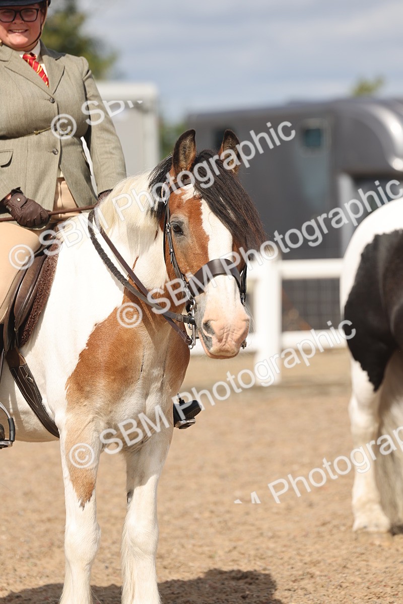 SBM_14796 - Class 308 - Ridden Coloured Horse