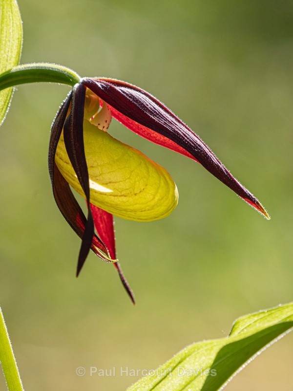 Lady's Slipper (Cypripedium calceolus)  - Wild Orchids