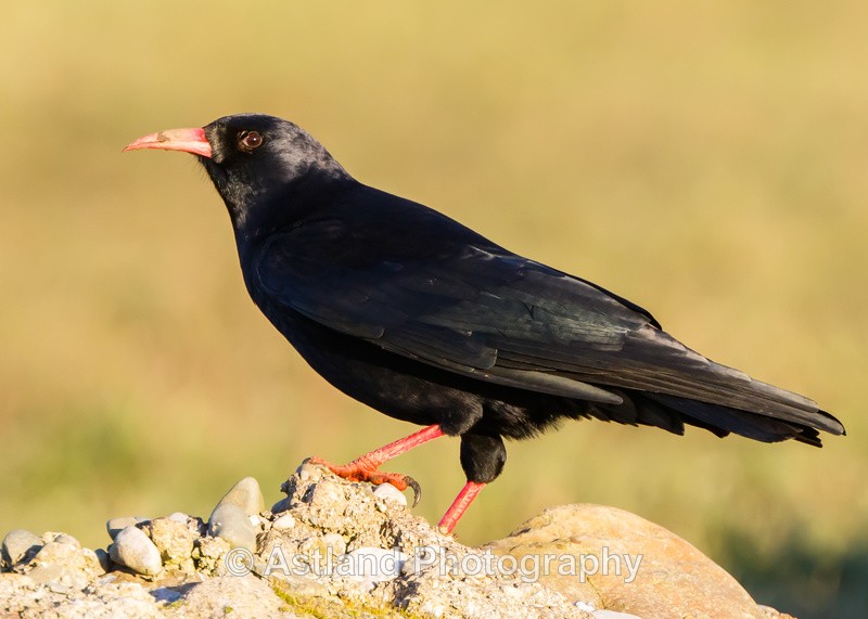 Astland Photography, Bird and Wildlife Images, Susan and Peter Wilson, U.K.