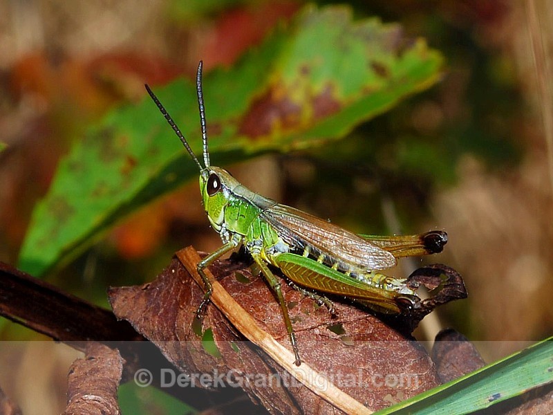 Meadow Grasshopper (Chorthippus curtipennis)