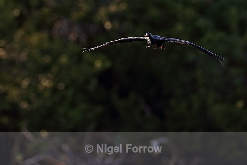 Anhinga (male) in flight approaching, Venice Rookery, Florida - Anhinga