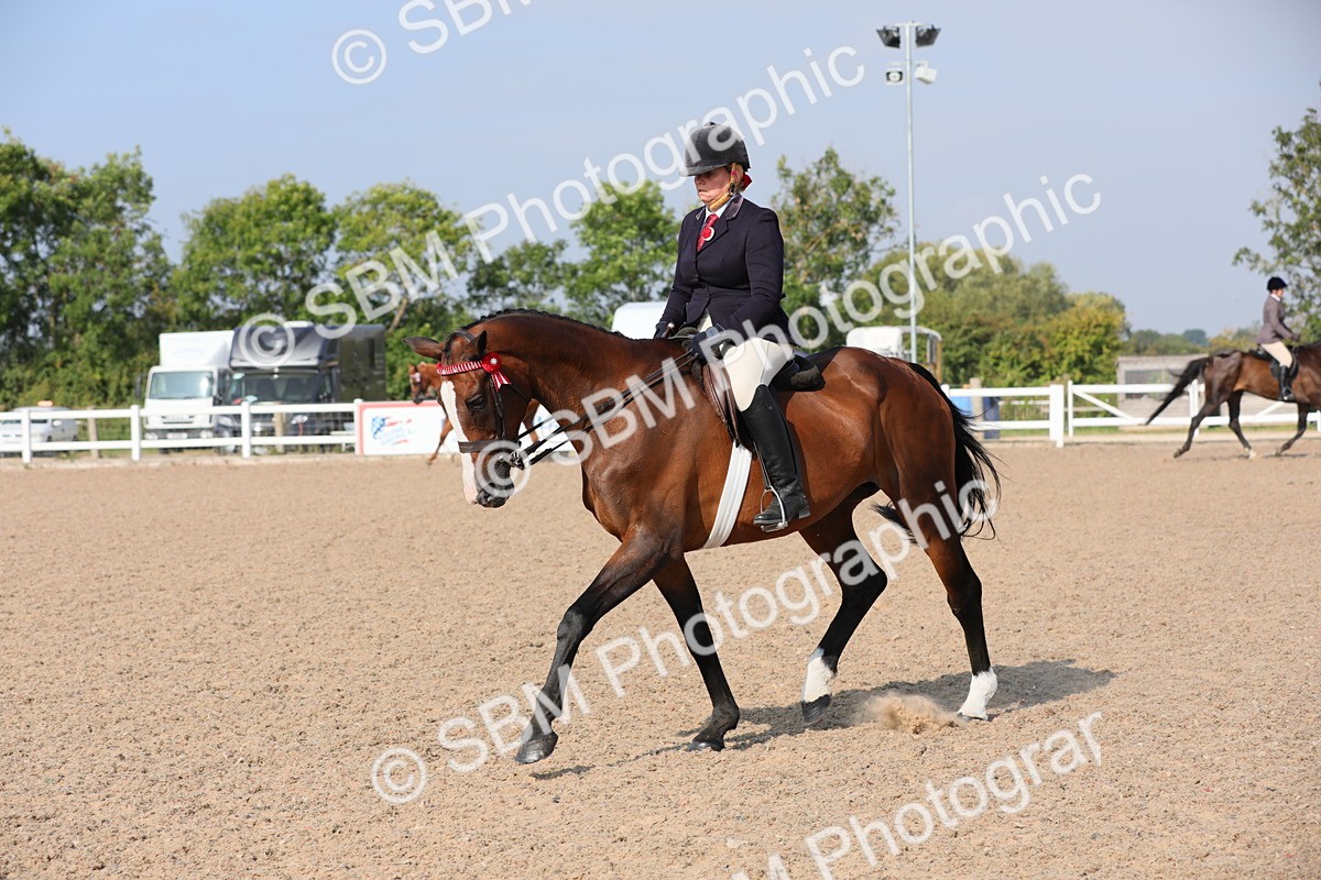 SBM_11367 - Class 305 Ridden Foreign Breeds- Pure Bred