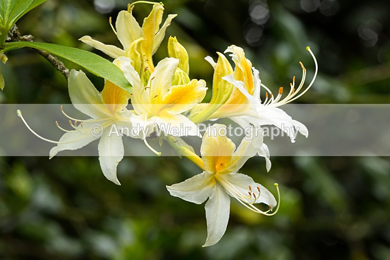 20140526-3K8A1786 - Plants & Flowers