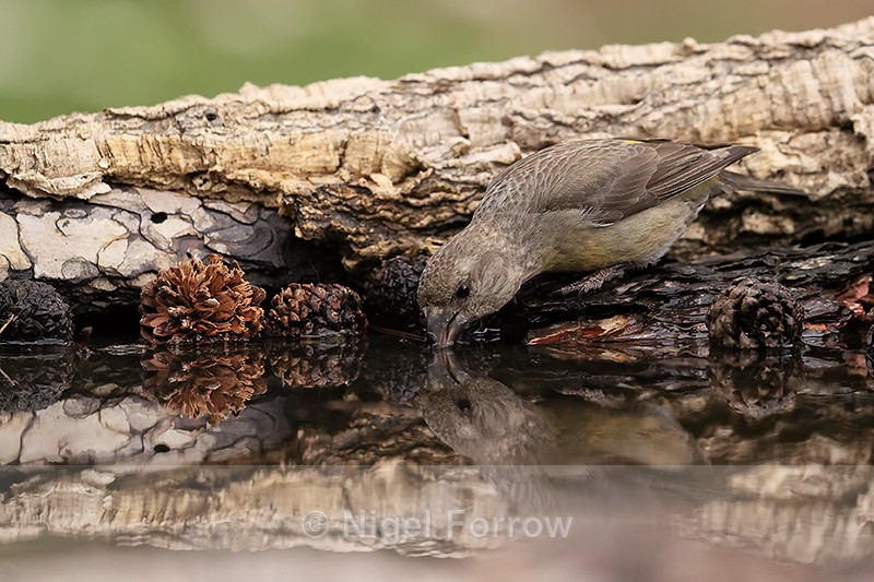Red Crossbill (female) drinking, Port del Comte, Spain - Red Crossbill