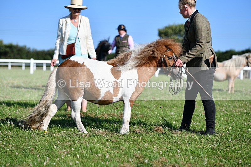 DSC_5613 - Class 49: NPS Shetland Youngstock