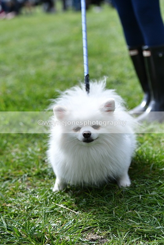 WJ5_9778 - Class 3 Most Handsome Dog