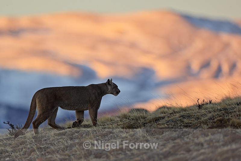 Puma Petaca sunlit hills background, Torres del Paine, Chile - Puma