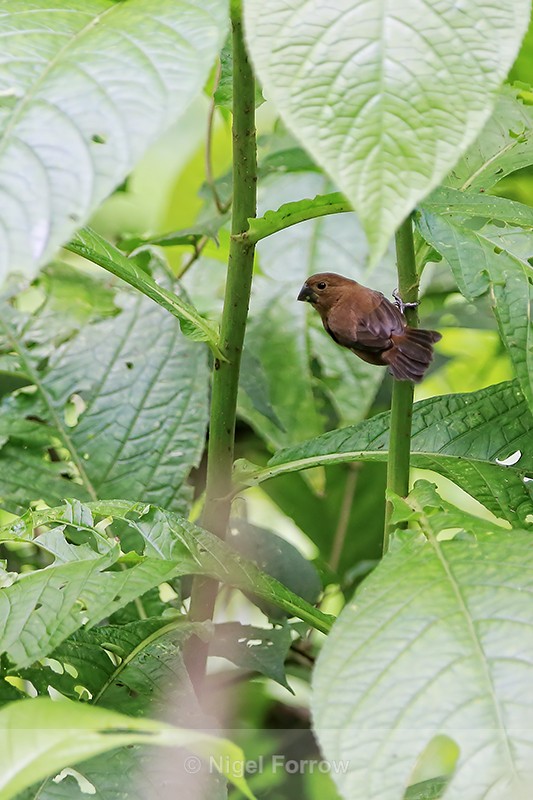 Thick-billed Seed-Finch, Arenal, Costa Rica - Thick-billed Seed-Finch