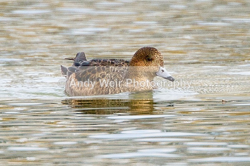 20120317-_MG_9569 - Wigeon