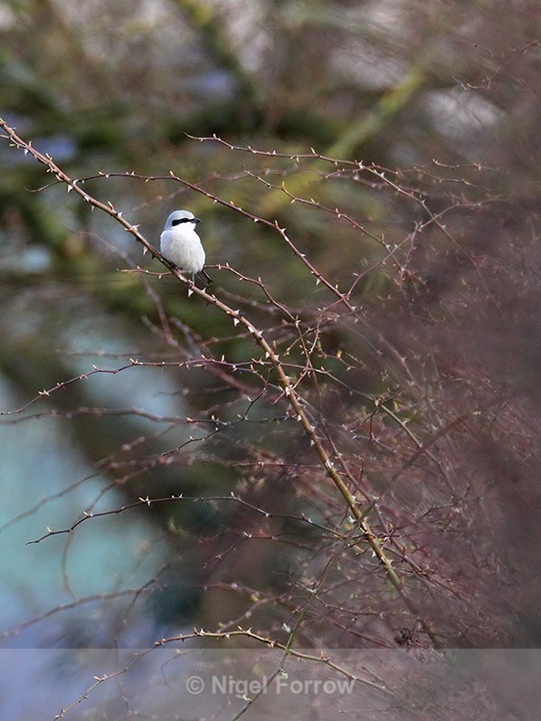 Great Grey Shrike at South Leigh, Oxfordshire - Great Grey Shrike