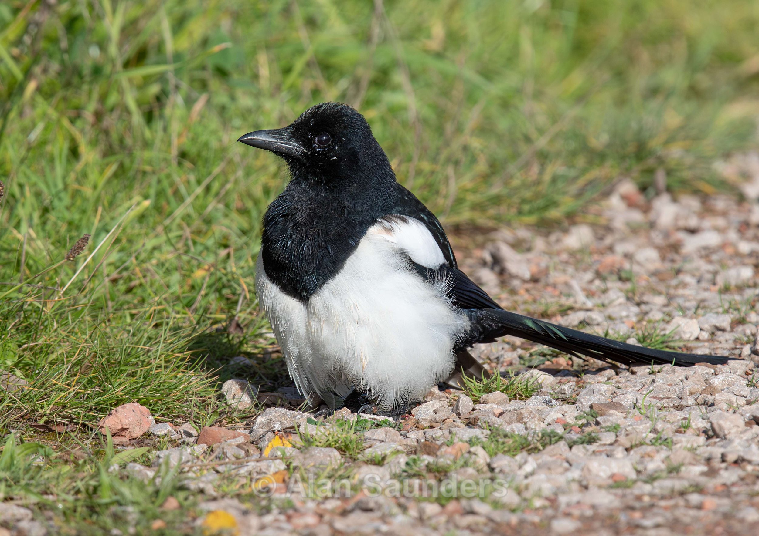 Magpie 3