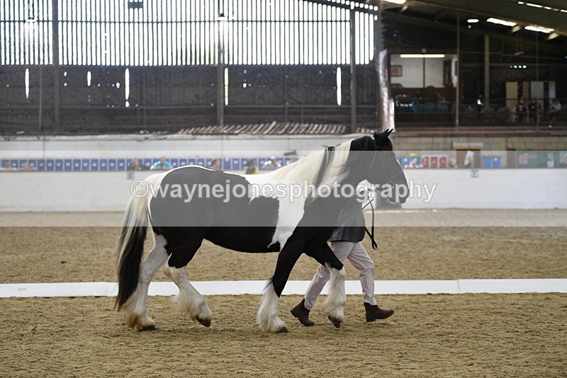 WJ5_4992 - Class 7 In hand coloured / odd coloured