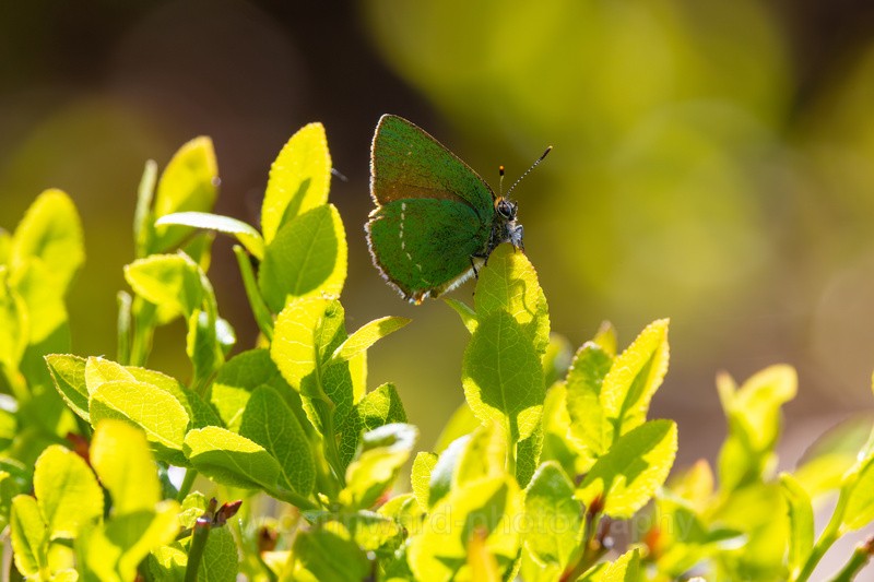 Green Hairstreak butterfly - macro and nature.