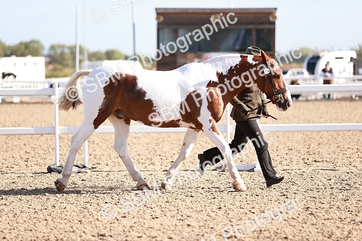 SBM_22013 - Class 702 - IH Show Horse-Pony