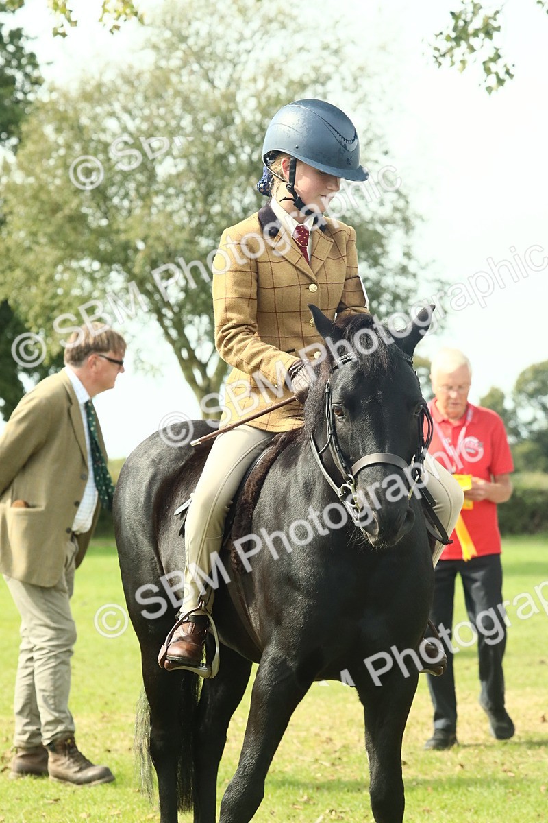 SBM_66730 - S34 - Rehabilitated Rescue Horse & Pony In Hand & Ridden