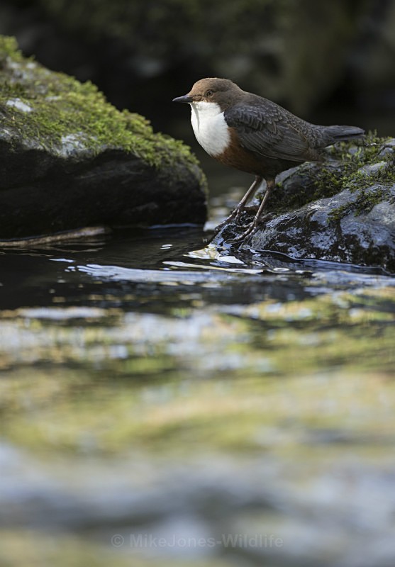 Dippers, North Wales - DIPPERS