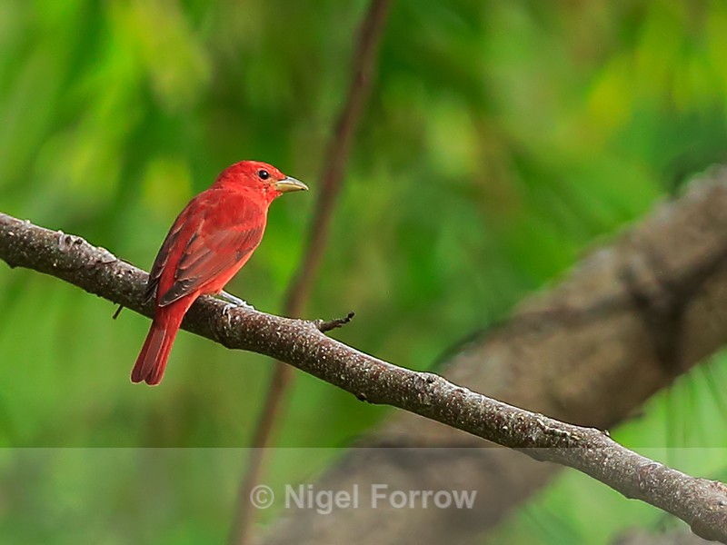 Summer Tanager (male), Costa Rica - Summer Tanager