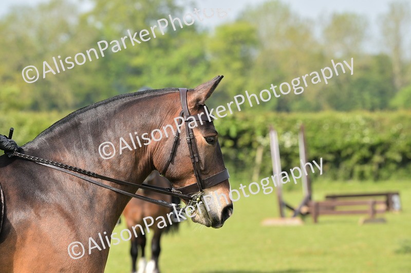 20260426-0921 - Class 18 - Novice Showing