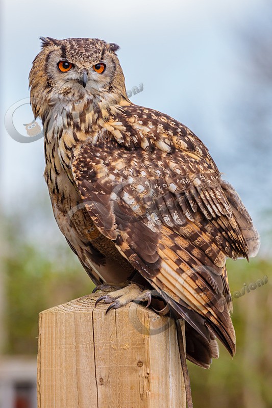 indian eagle owl bubo bengalensis-2 - Owls of the World