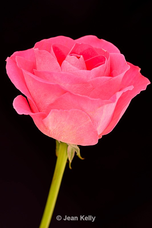 Single Pink Rose - DSC_6320_00014 - Pink
