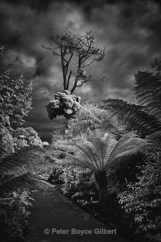 The Witch's Tree, Heligan - Infrared images