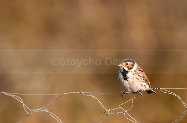 Reed bunting - Wildlife