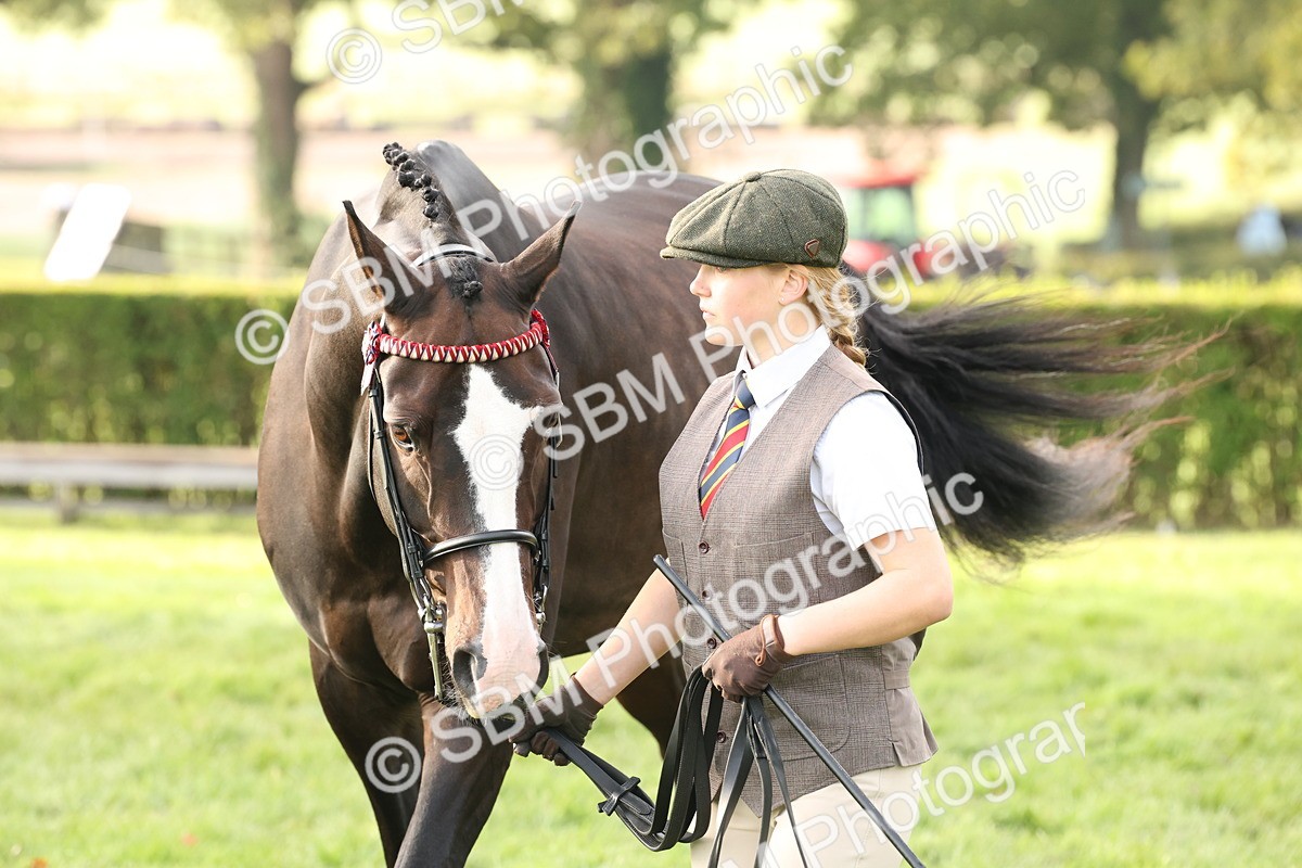 SBM_54985 - S52 - Riding Horse & Hack & thoroughbred In Hand