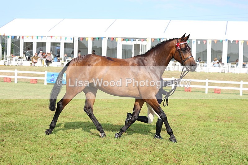 3E7A8324 - Class 2: Rising Star Large Hack/Riding Horse