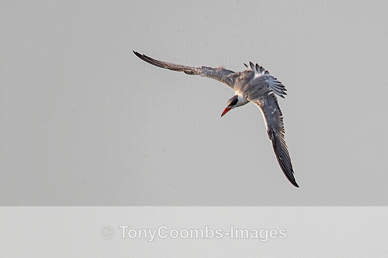 Caspian Tern - The Gambia