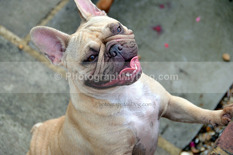  - French Bulldogs