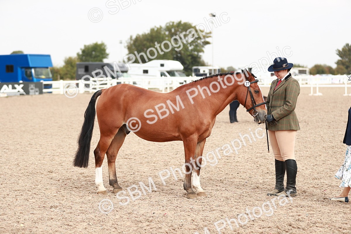 SBM_11906 - Class 206 IH Non Show Type Pony