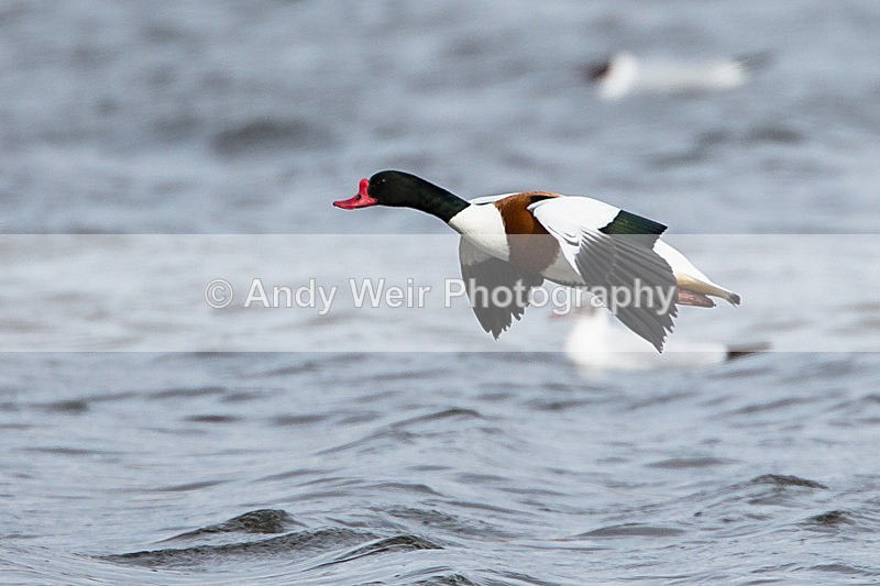 20140315-3K8A9327 - Shelduck