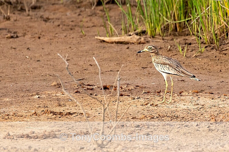 Senegal Thick Knee - The Gambia