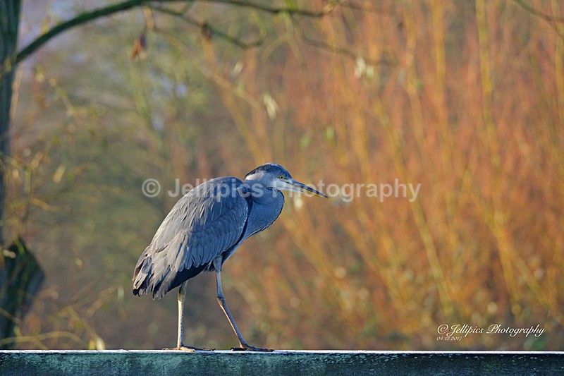  - Wildlife and Nature