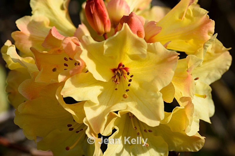 Yellow Rhododendron - DSC_7233_00013 - Yellow