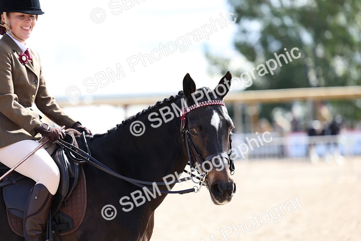 SBM_11237 - Class 306 - Ridden Foreign Breeds - Part Bred