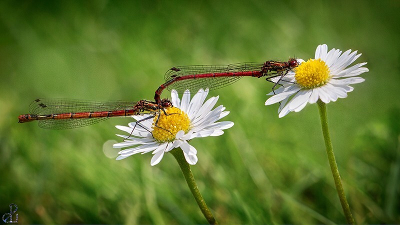 Daisy Chain - Macro Nature